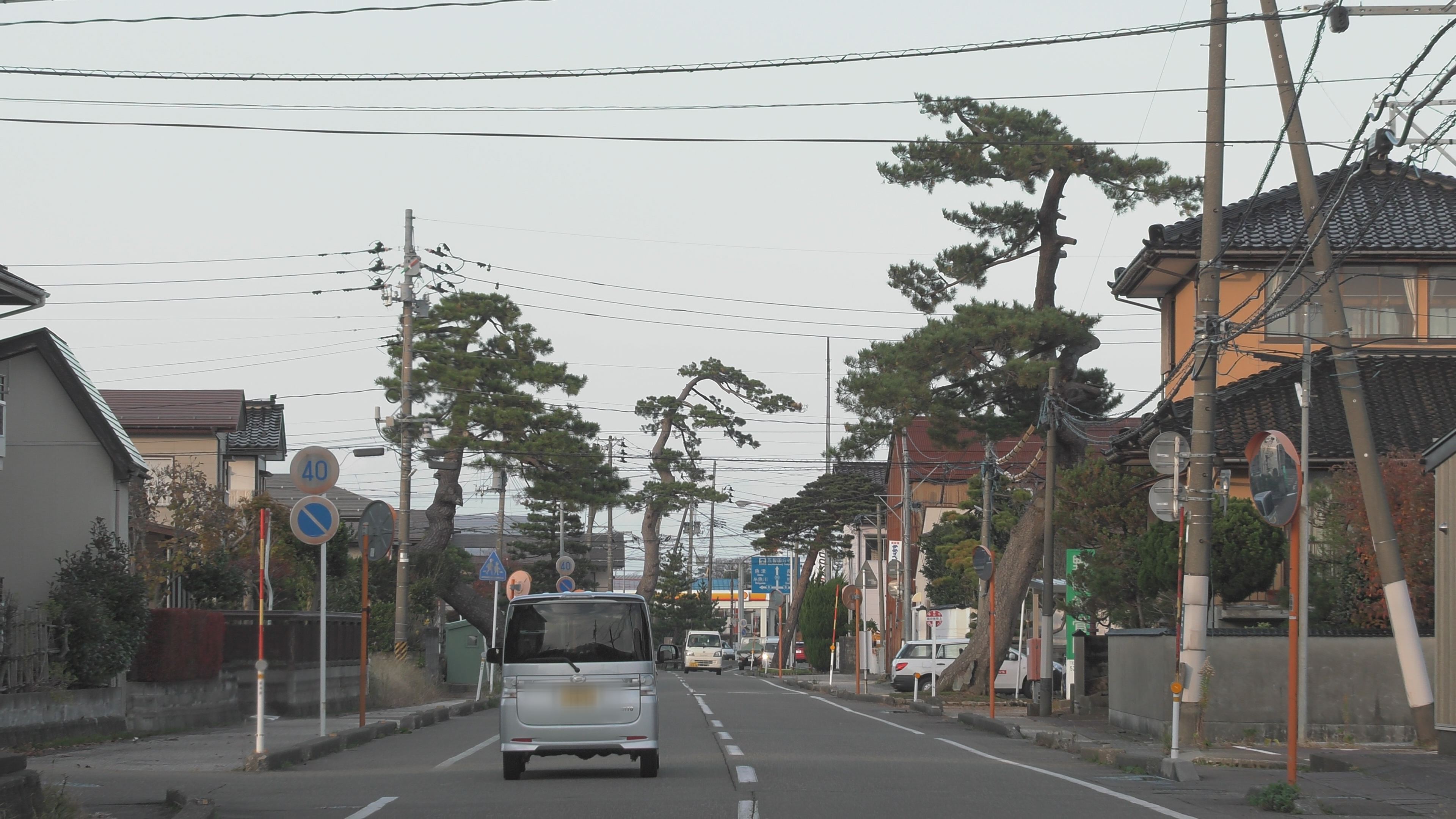 【動画】上越市内旧加賀街道 伐採前の松