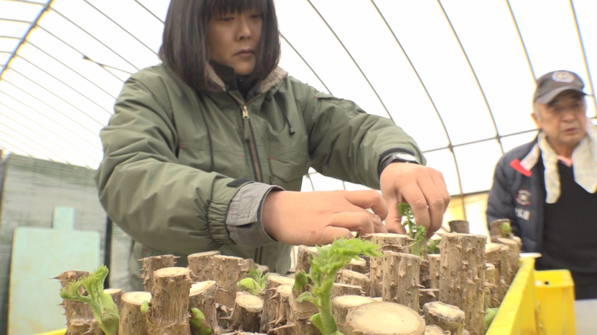 春を先採り！ハウスで“タラの芽”収穫始まる