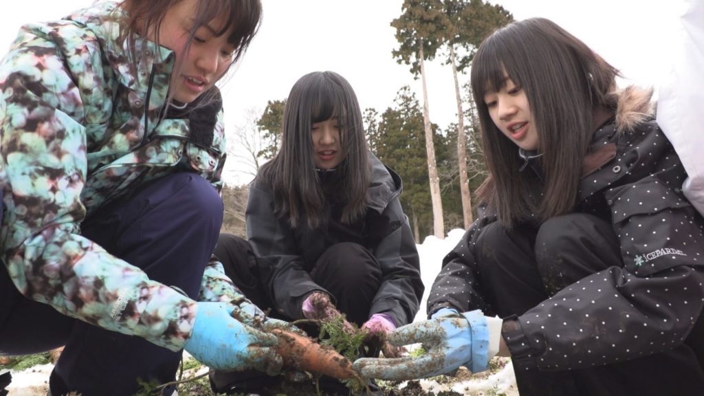 190208_雪下ニンジン 高田農業高校生徒が収穫体験
