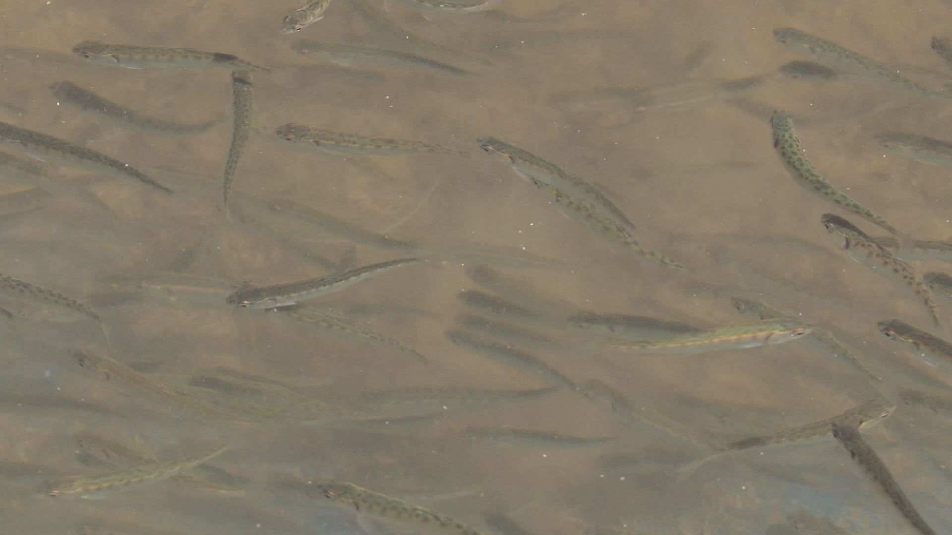 桑取川漁業組合 85万匹のサケの稚魚を放流！
