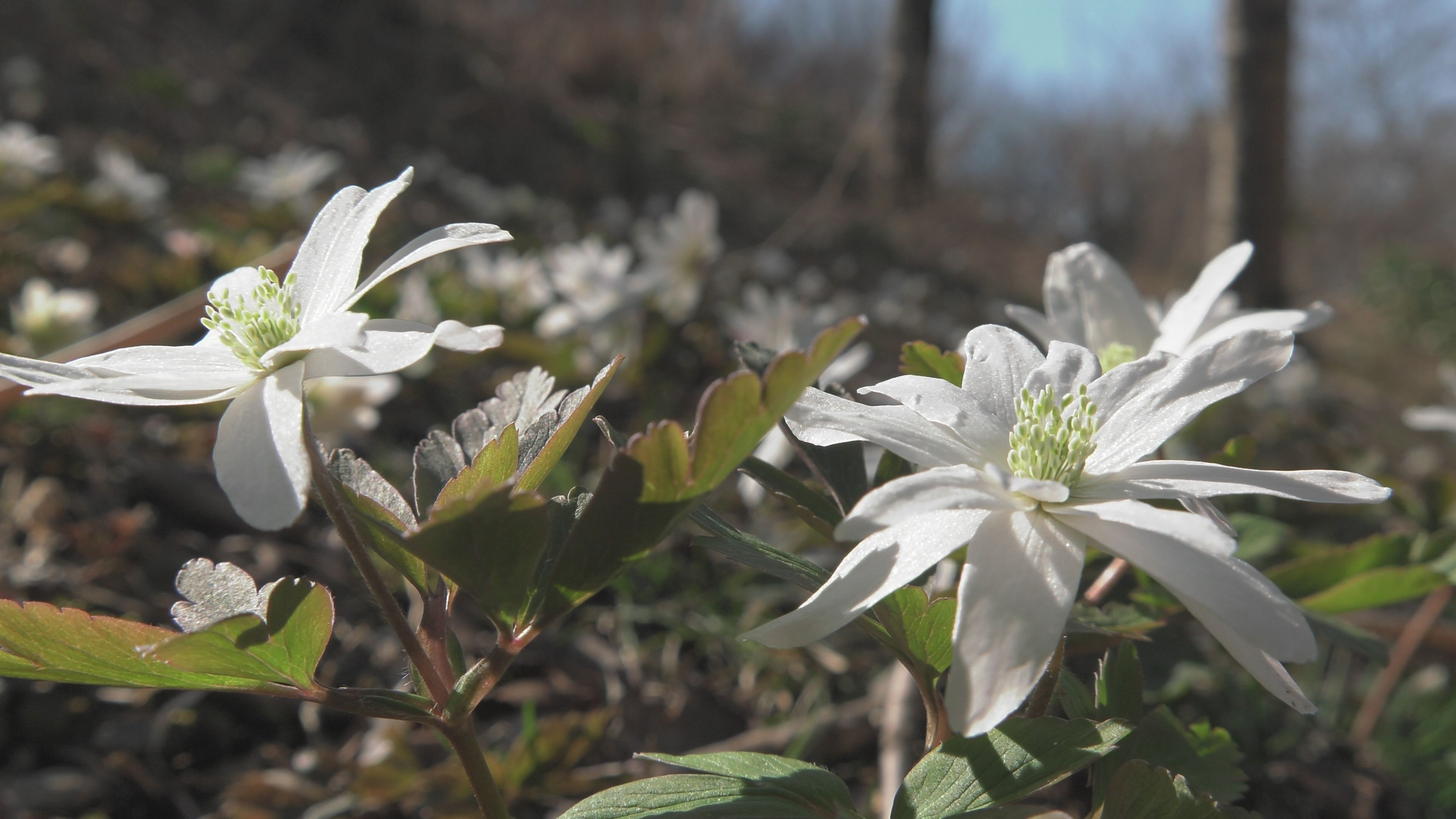 【動画】五智公園早春の花と展望台