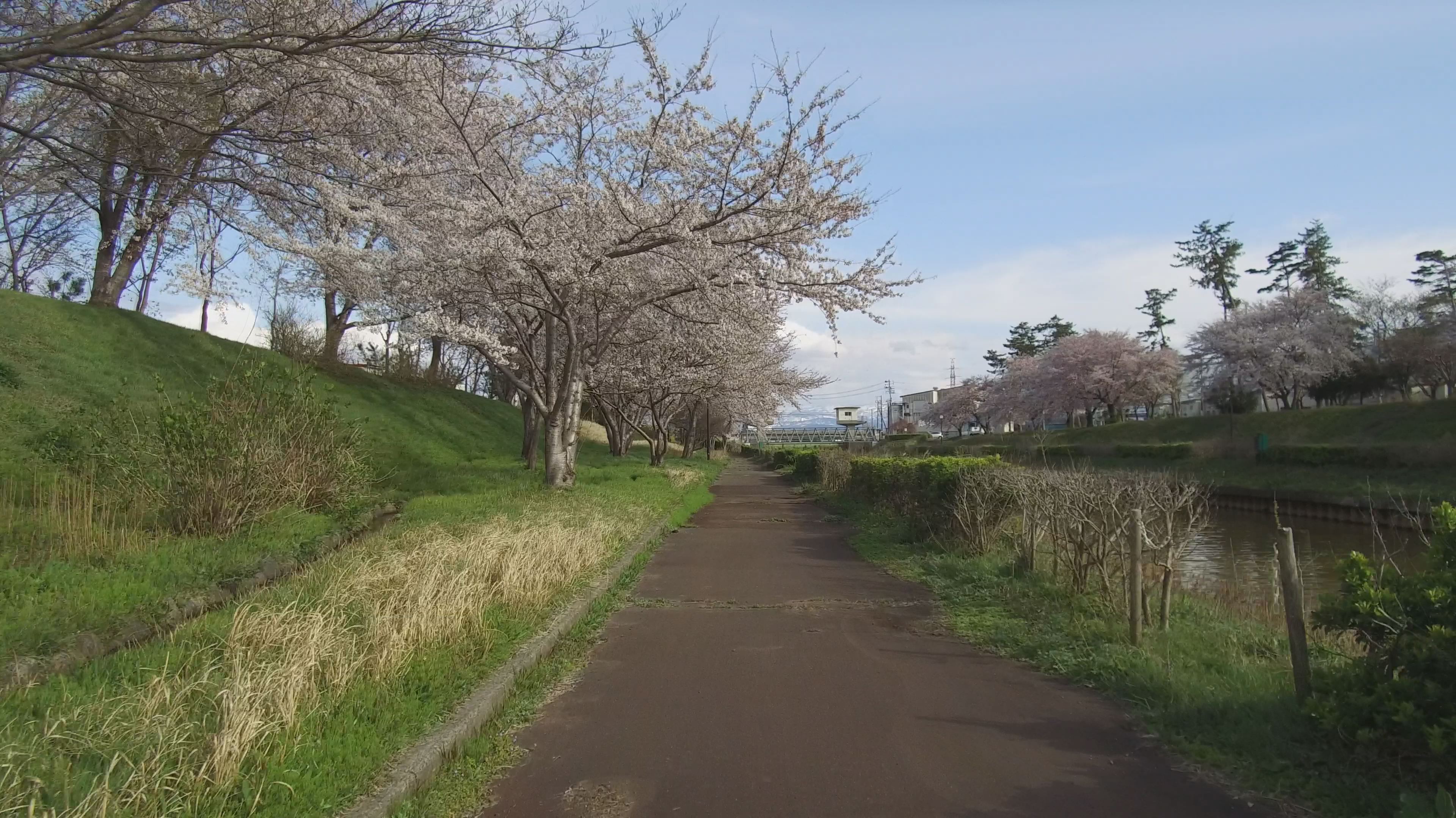 【動画】新堀川公園 自転車でお花見