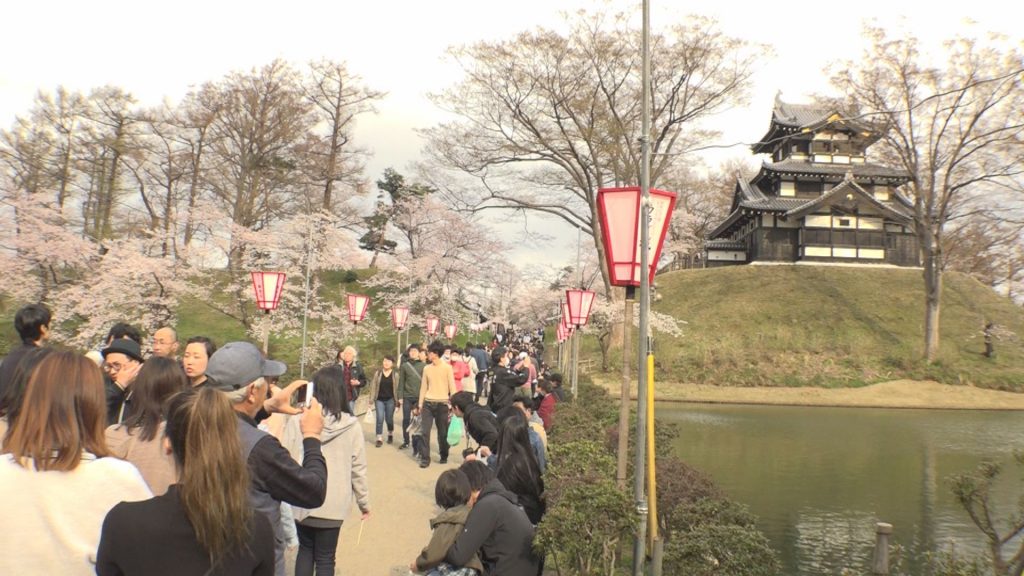 桜3