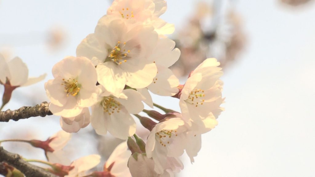 桜5