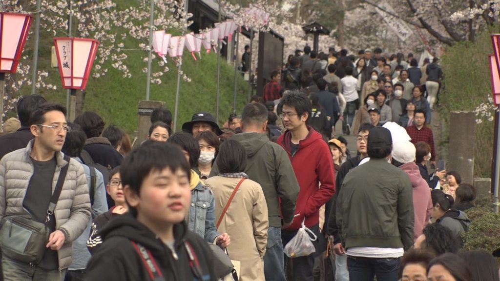 桜2