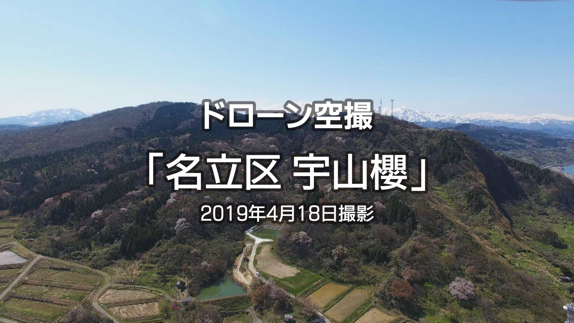 【空撮】上越市名立区の宇山櫻