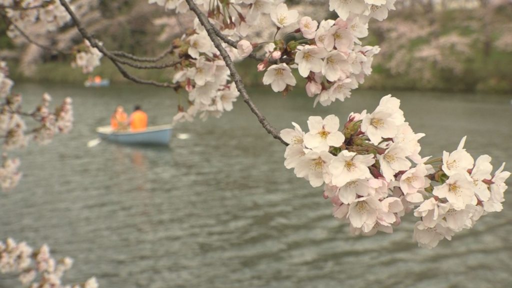 桜4
