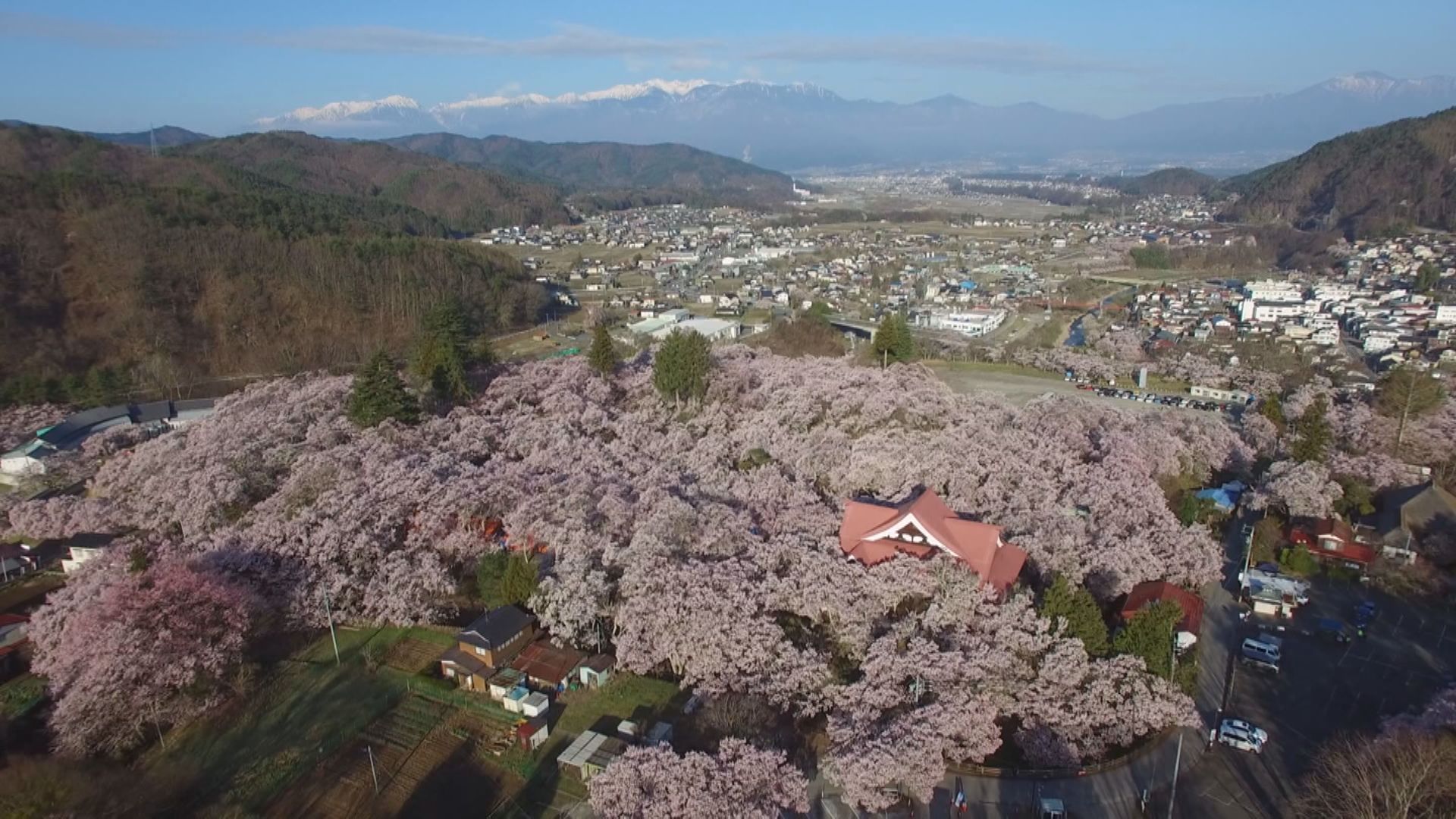 【空撮】“天下第一の桜”長野県伊那市 高遠城址公園