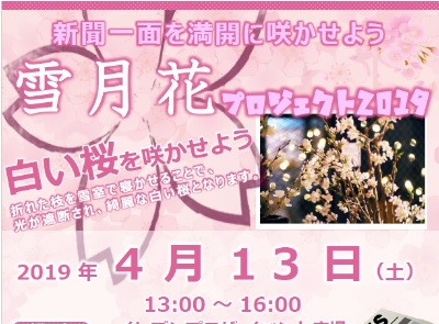 自宅でサクラを咲かせよう！雪室桜の枝配布4月13日（土）