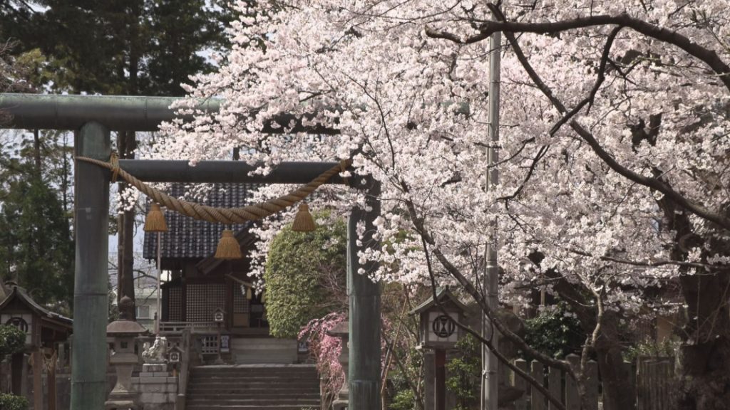 190409_陀羅尼の桜1