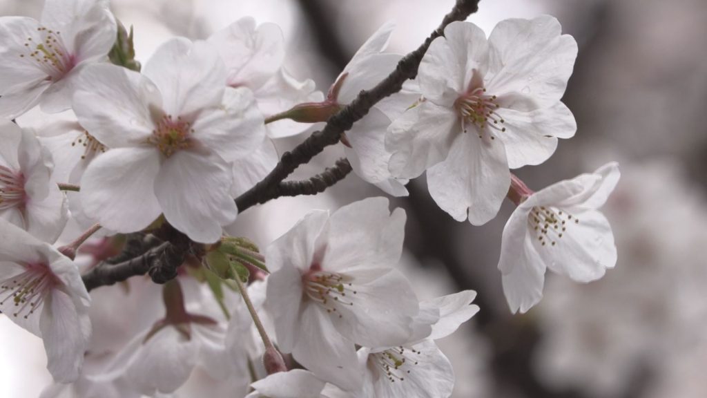 190409_陀羅尼の桜2