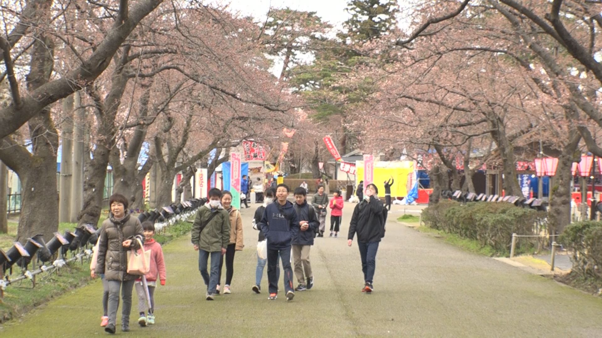 高田城百万人観桜会開幕！開花宣言はおあずけ