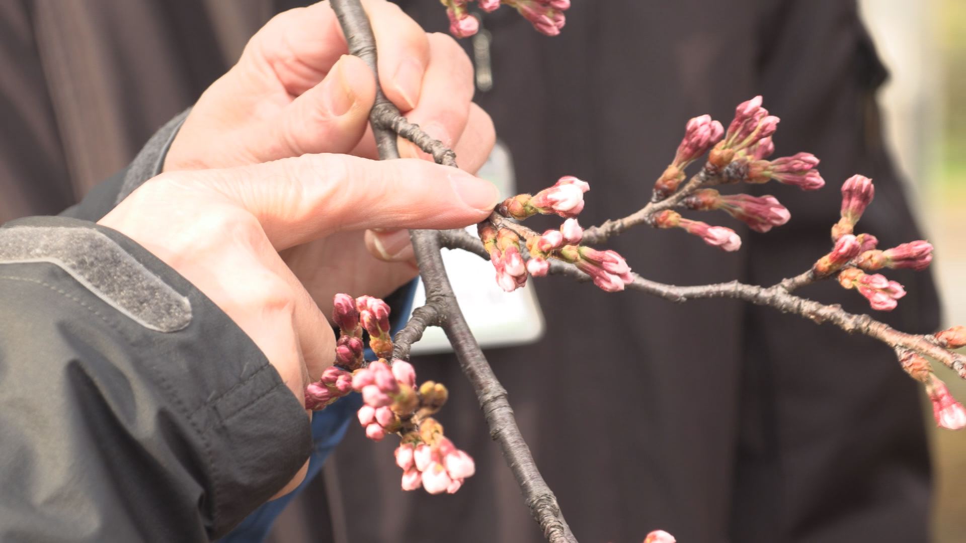 高田公園 サクラの健康状態は…？ 花数調査実施　