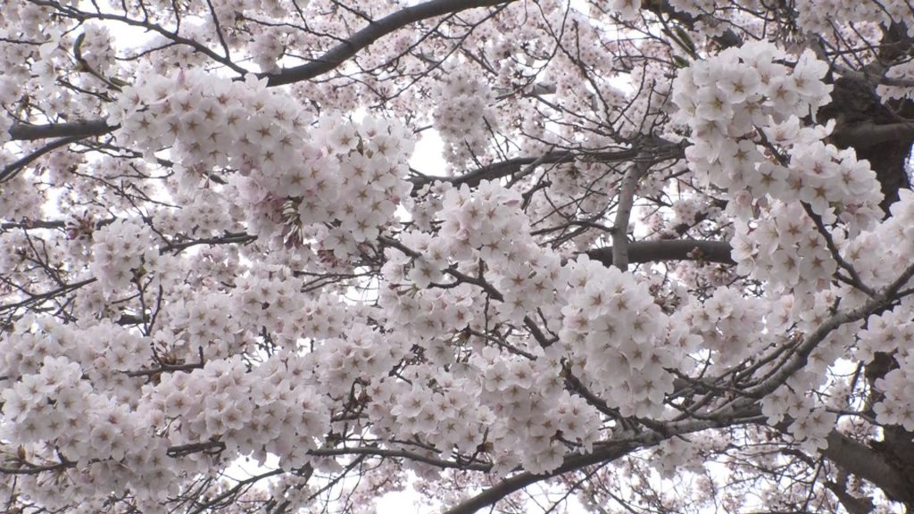 Still0419_00003