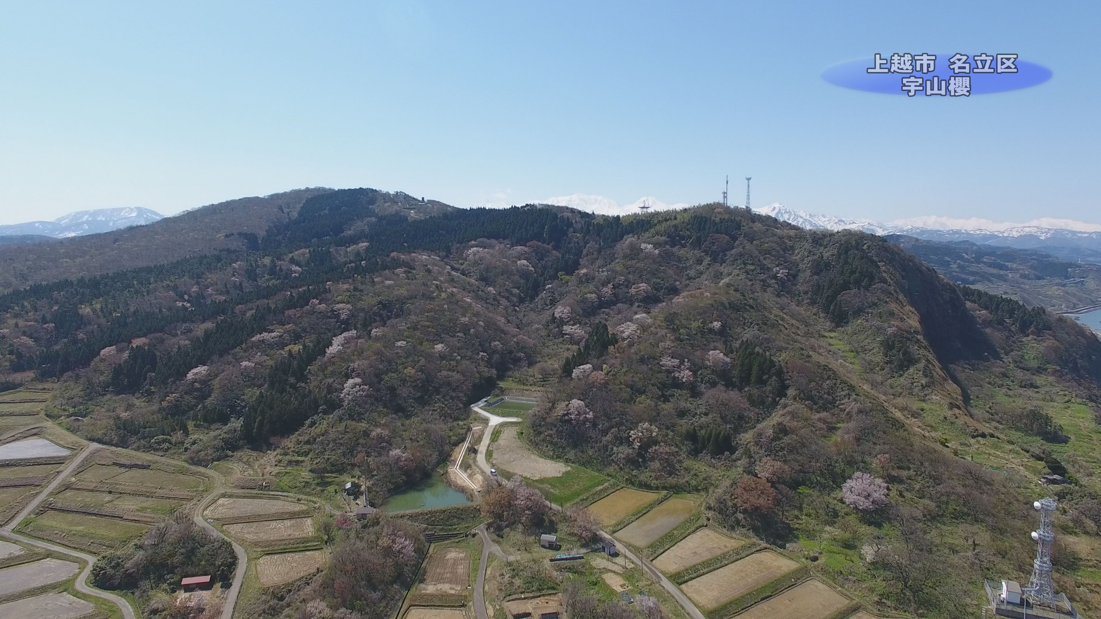 【動画】満開のヤマザクラ 宇山櫻