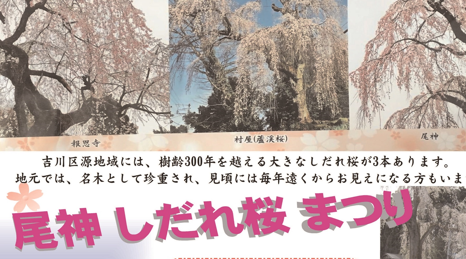 吉川三大しだれ桜！尾神しだれ桜まつり 4月14日（日）