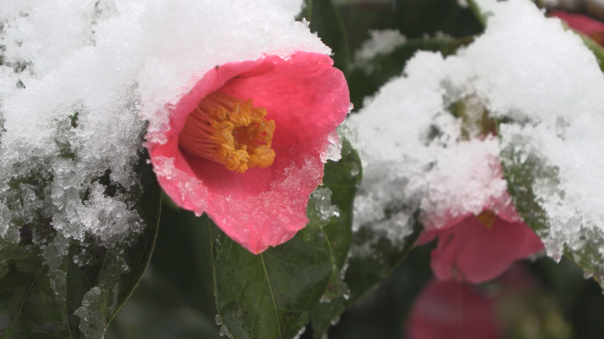 平野部で積雪 3日まで注意