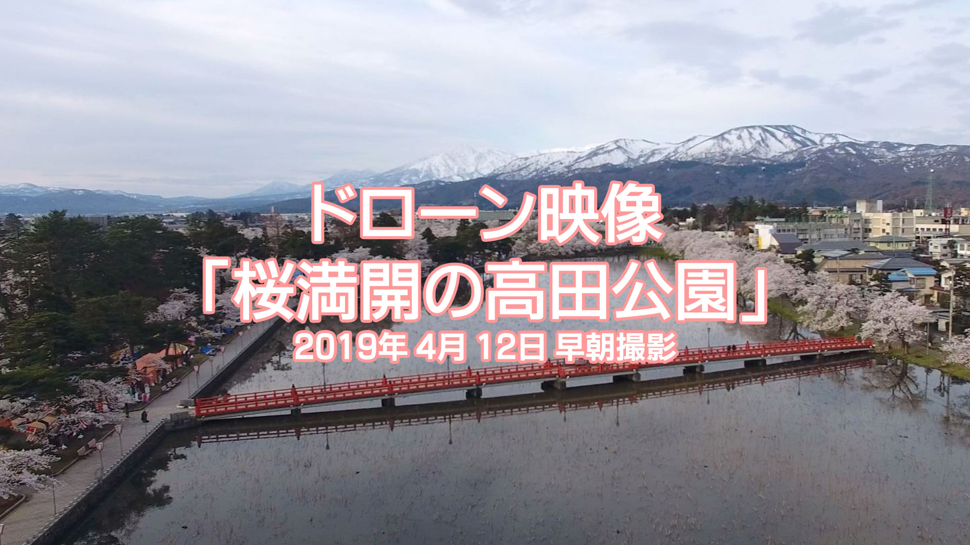 【空撮動画】高田城百万人観桜会 満開の桜