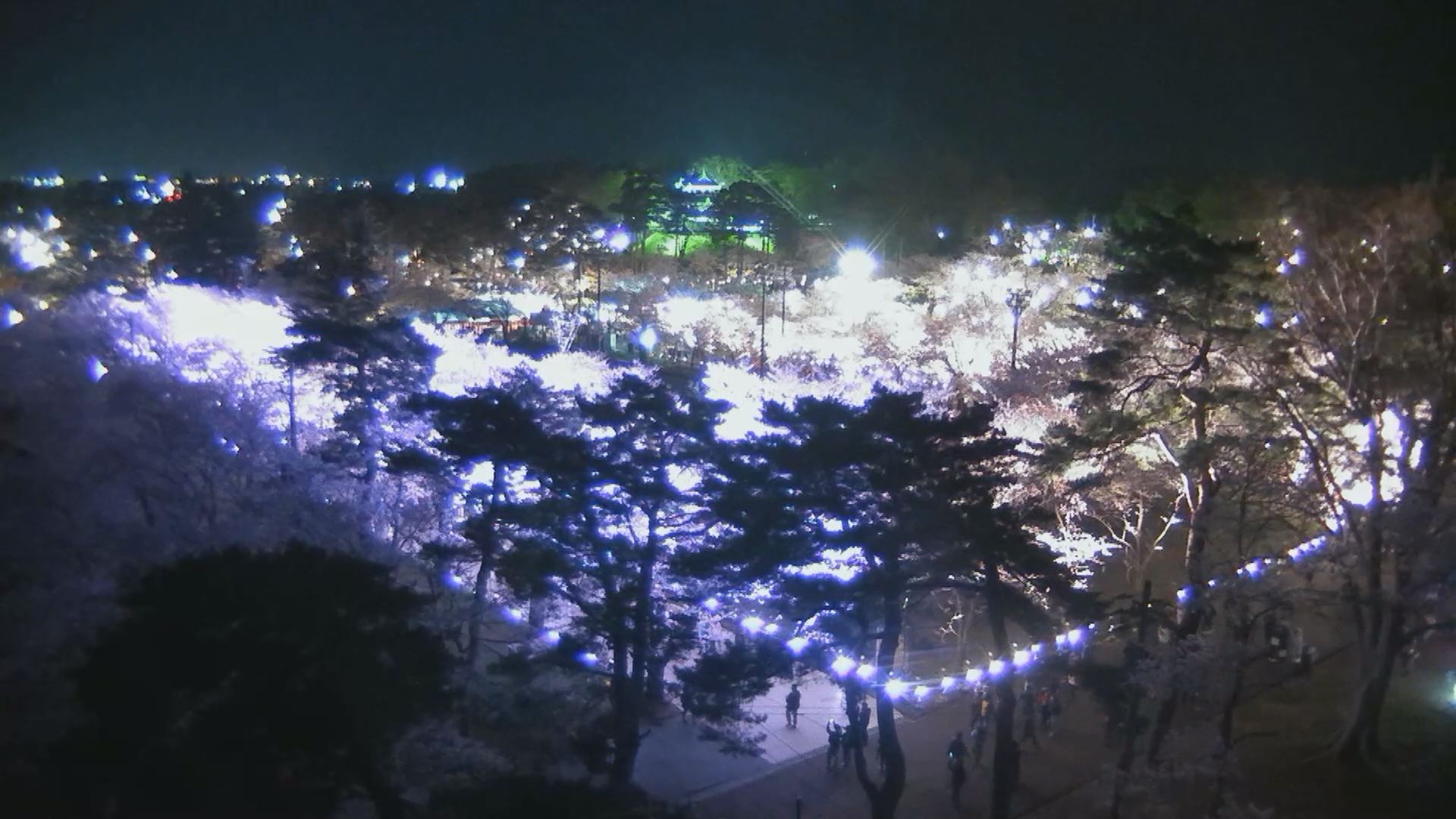 【動画】絶景！日本三大夜桜 高田の夜桜