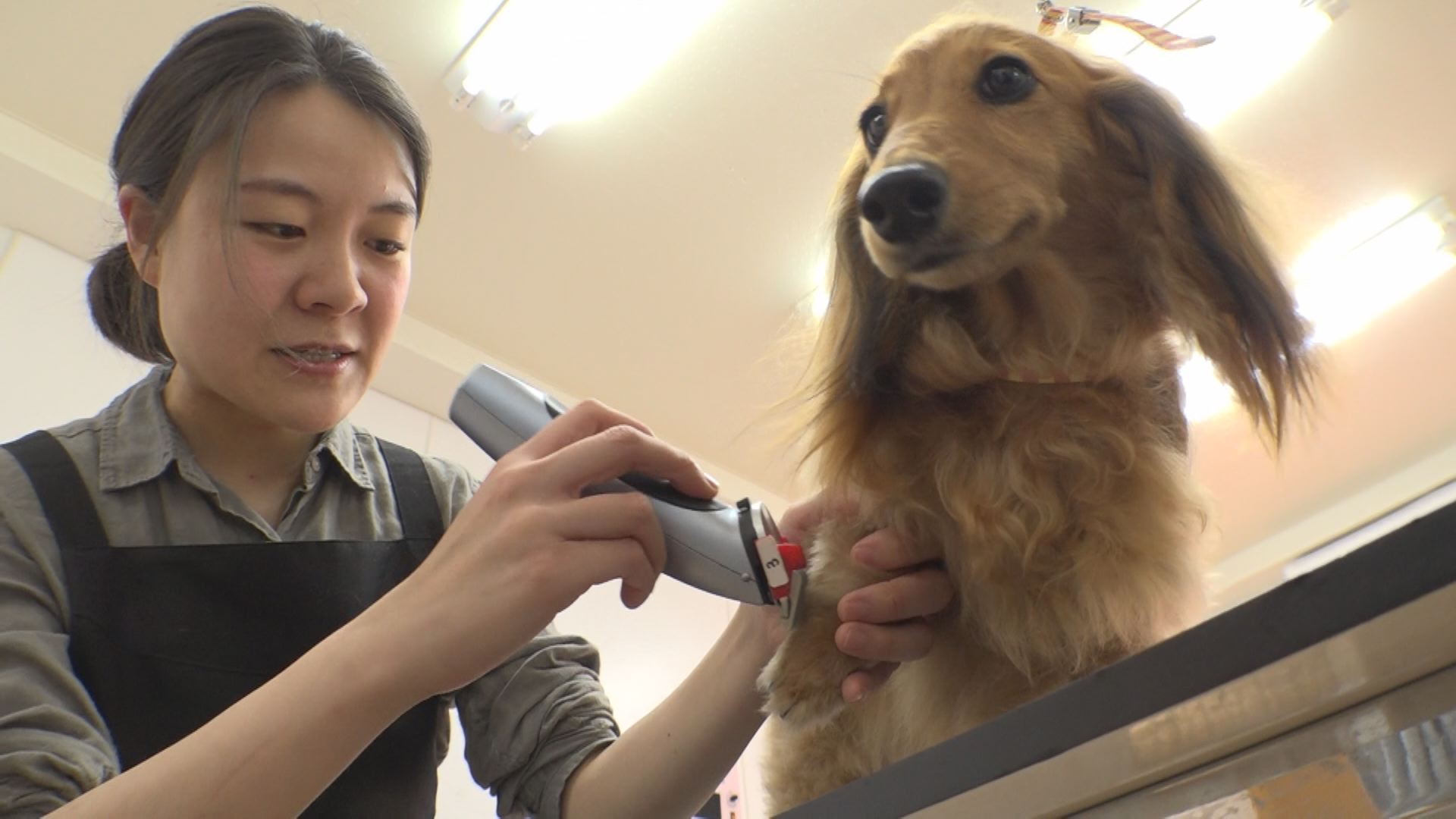 【動画】愛犬とかけがえのない瞬間を ファミリードッグサロン ヴェルヴェーヌ