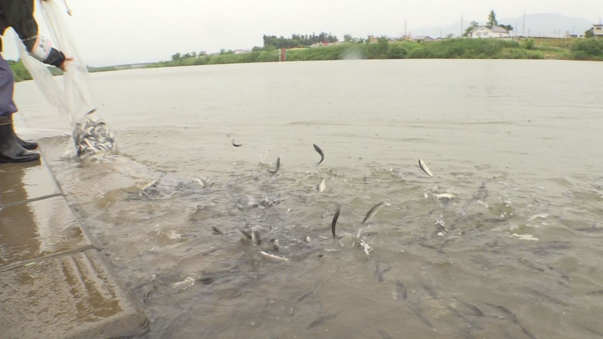 7月11日解禁！関川にアユ稚魚放流　