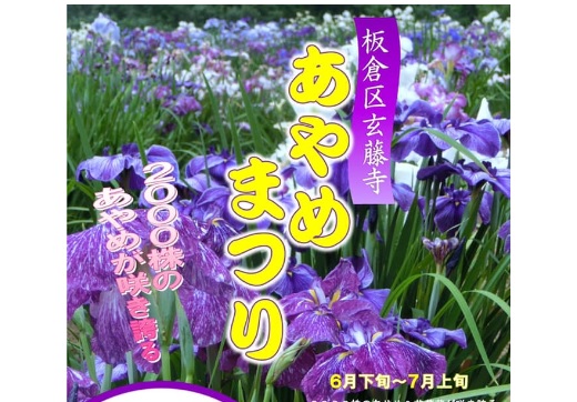 間もなく見ごろ！板倉区玄藤寺「あやめまつり」　6月23日から
