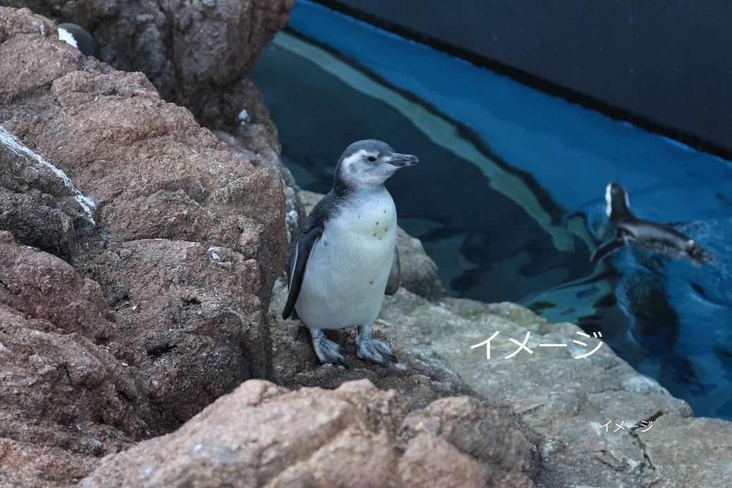 令和元年生まれ マゼランペンギン1羽死ぬ