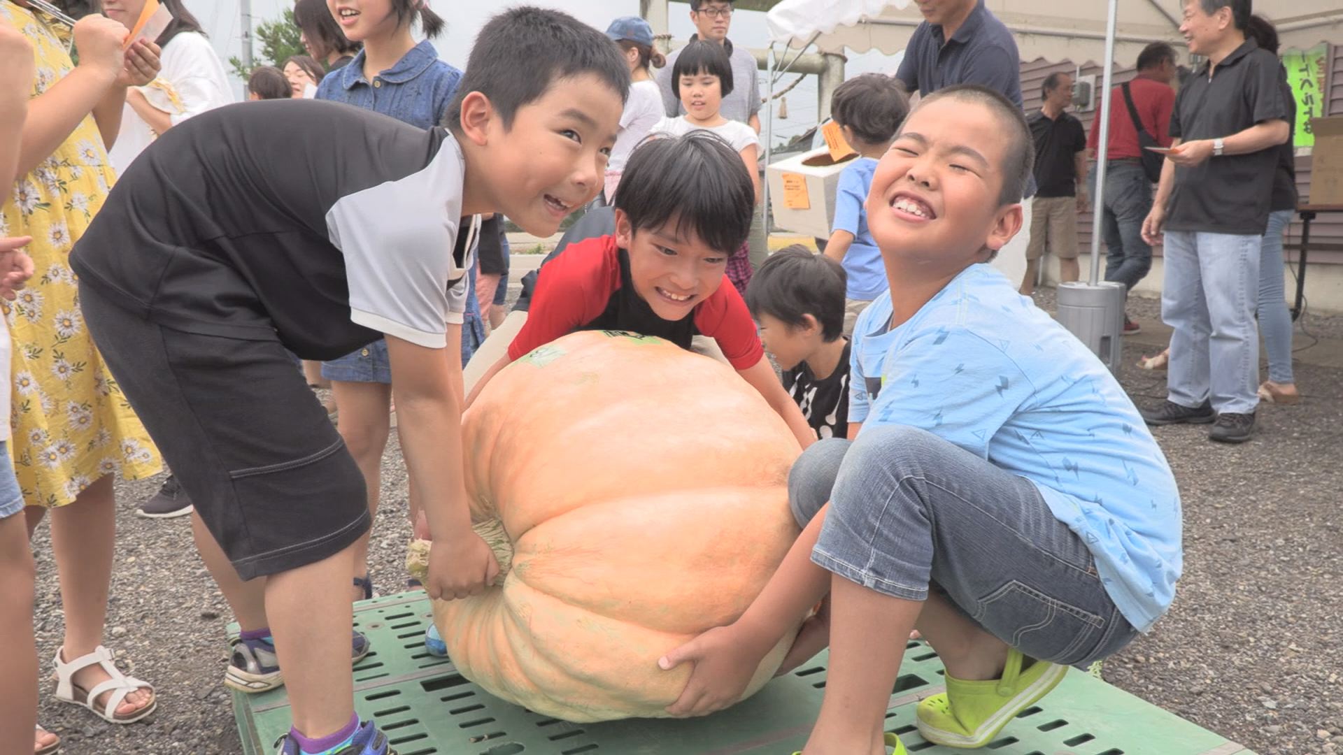 下百々でジャンボカボチャコンテスト！