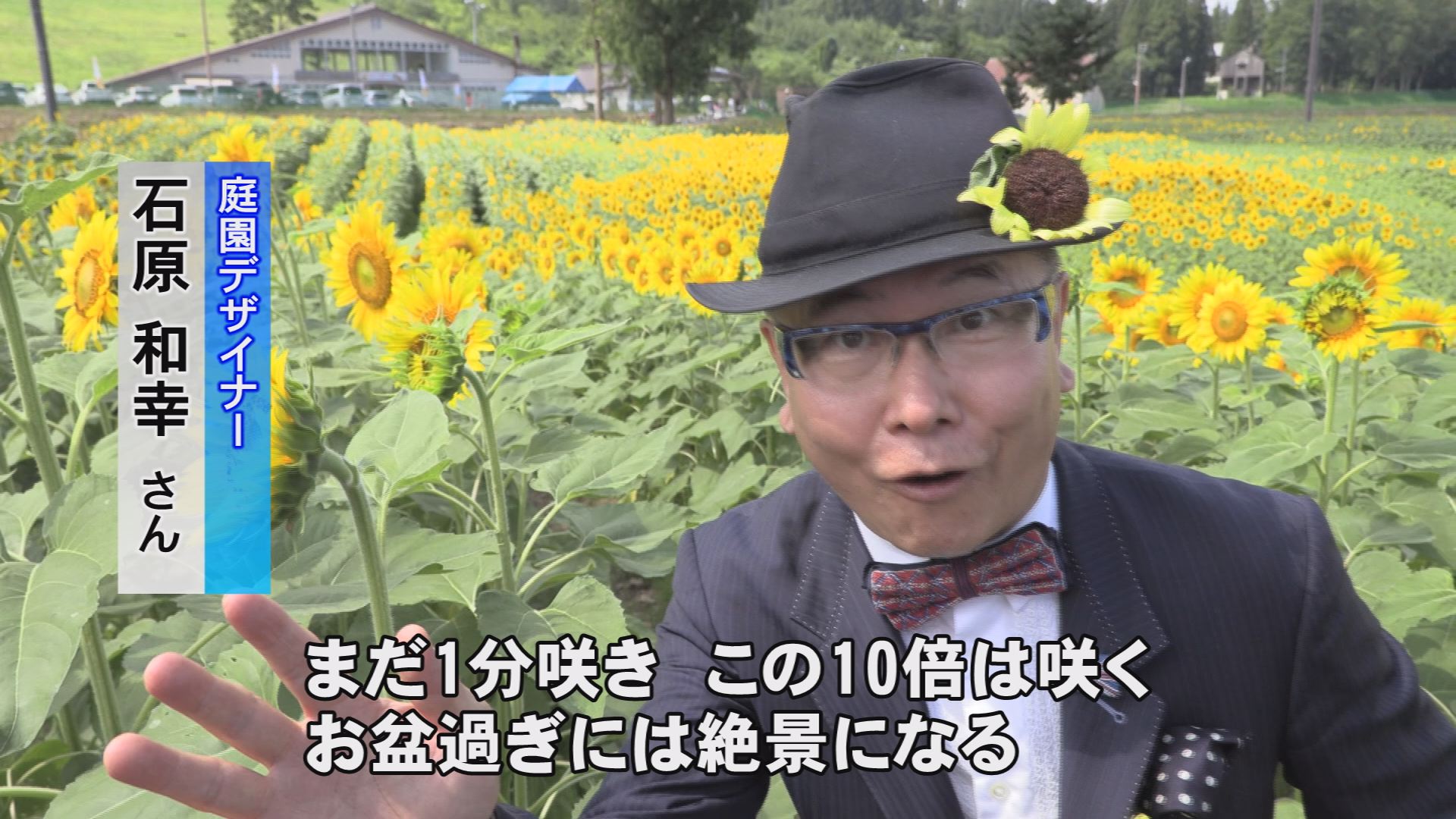 190813_ひまわりコキア王国7
