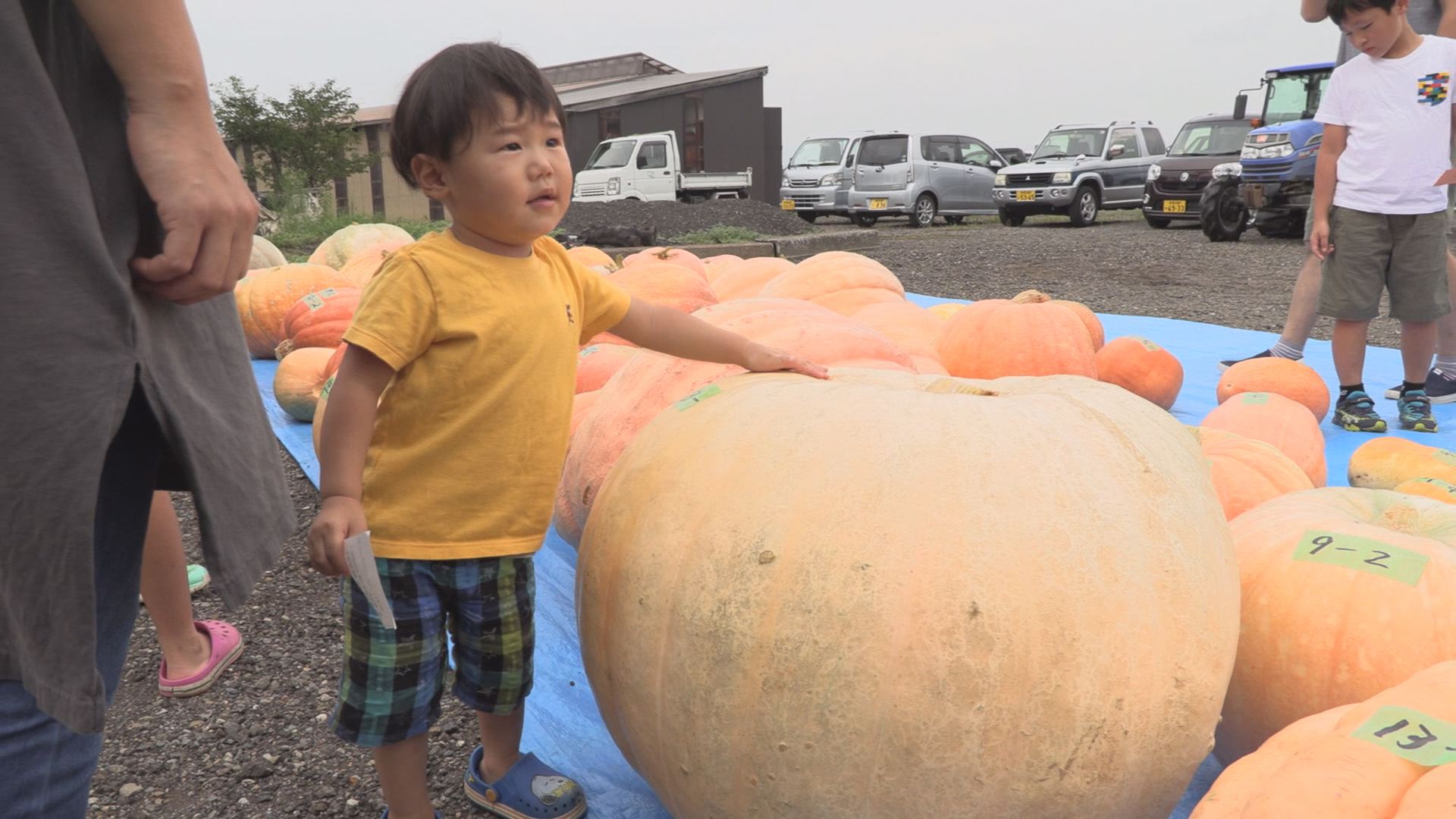 190826_ジャンボカボチャコンテスト1