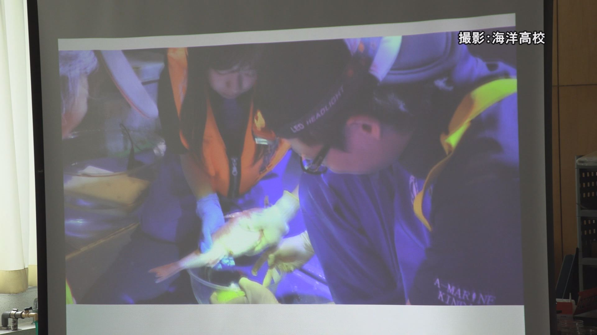 191031_アカムツ人工ふ化飼育成功3