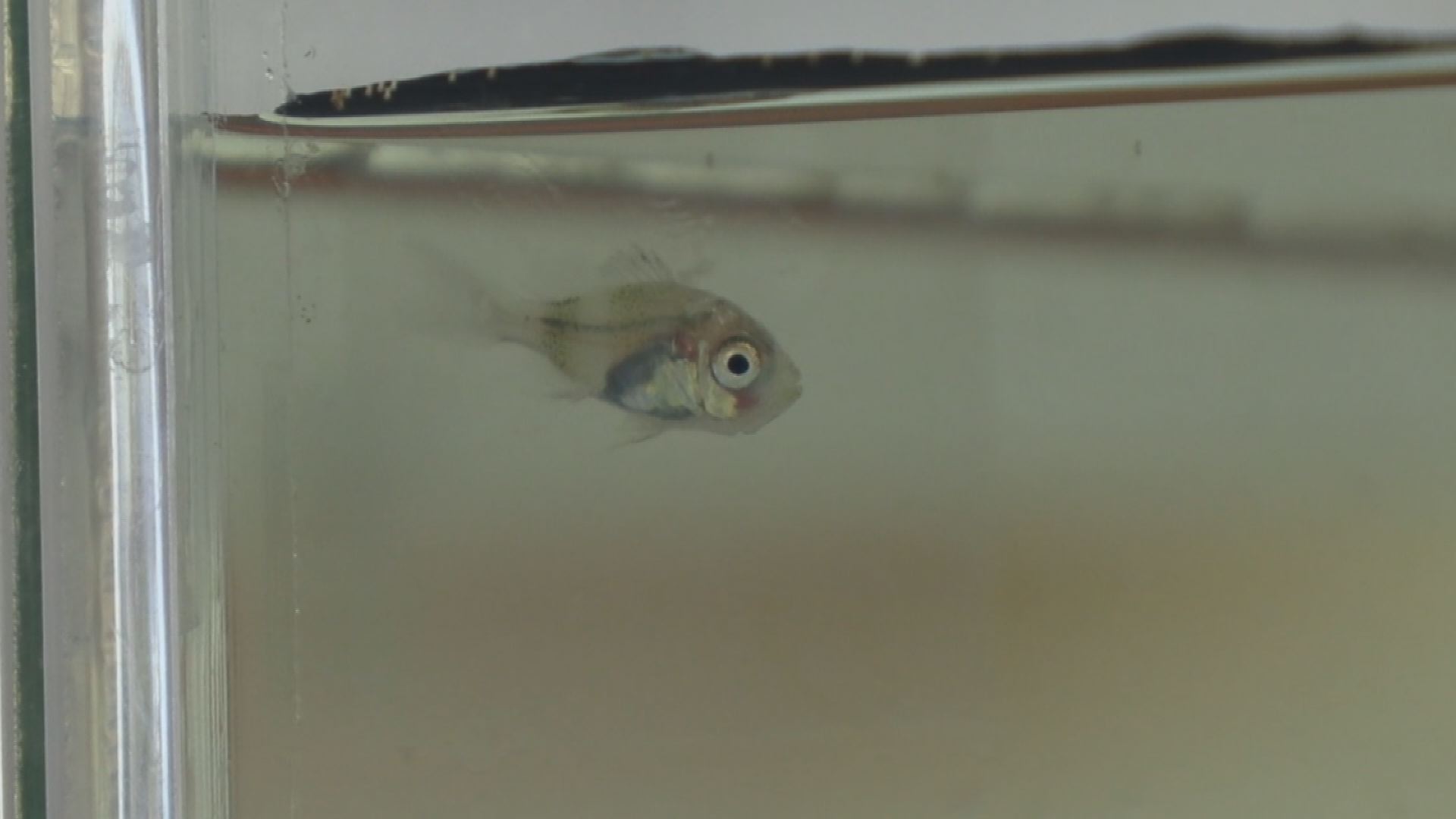 191031_アカムツ人工ふ化飼育成功0