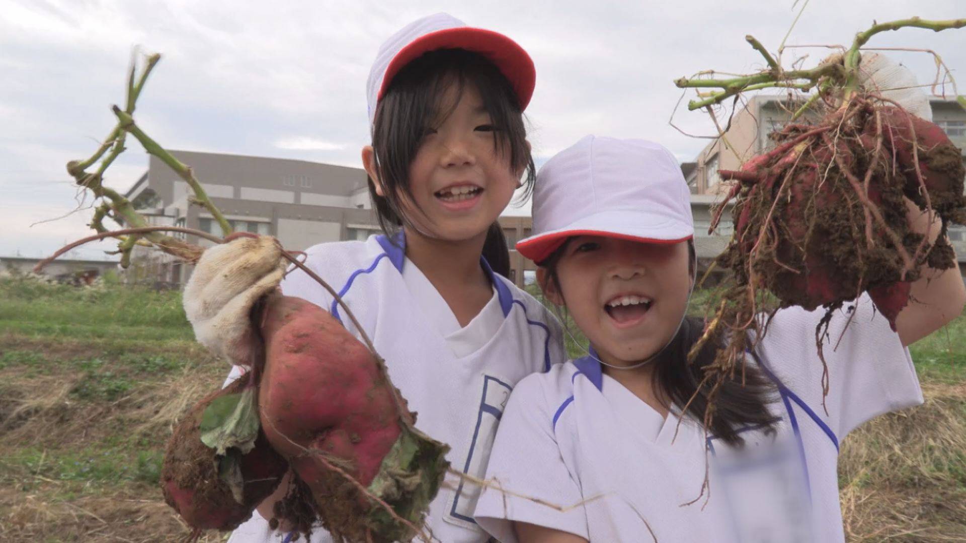 191003_サツマイモ掘り有田小学校1