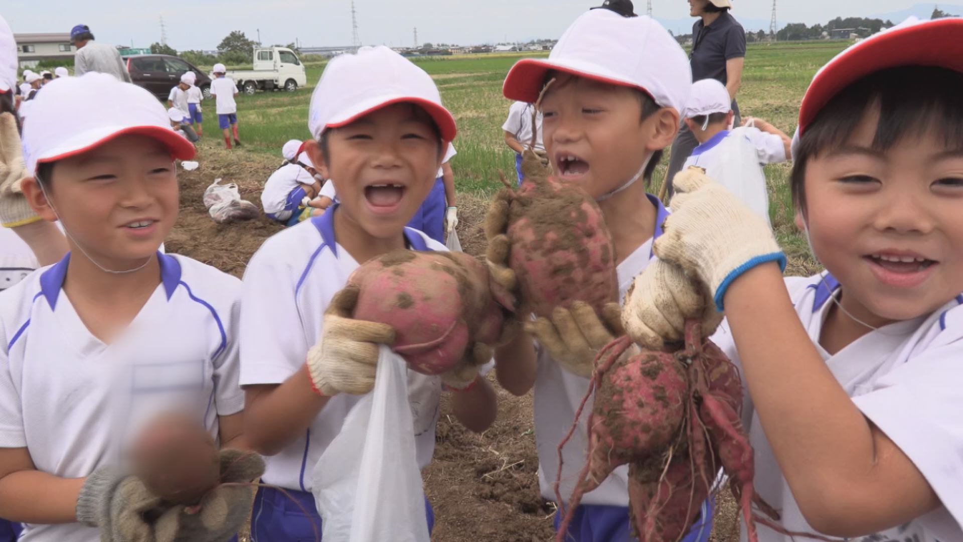 大物に超ビックリ！有田小児童がサツマイモ収穫