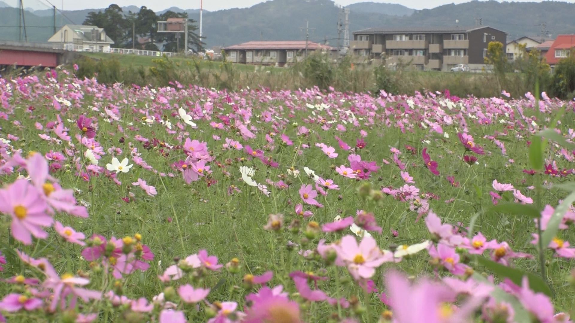お花も唄っています♪ 関川河川敷でコスモスコンサート