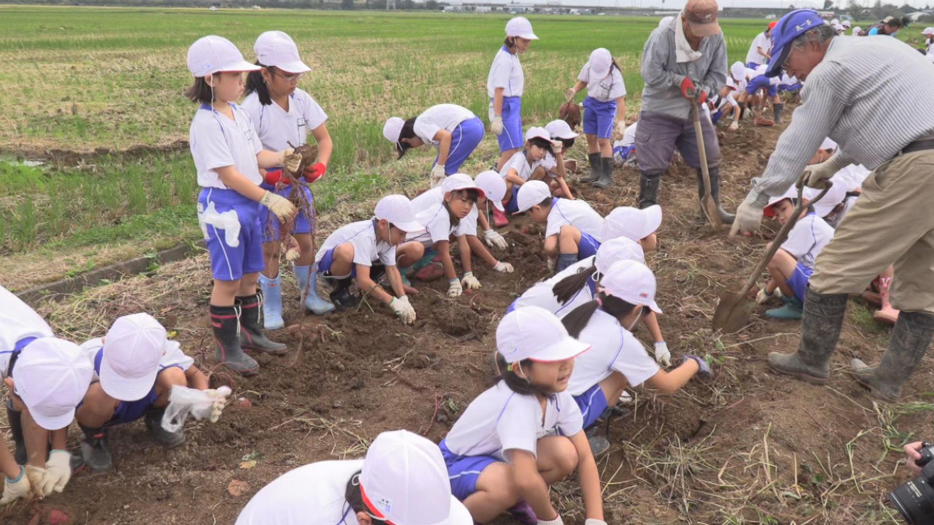 191003_サツマイモ掘り有田小学校5