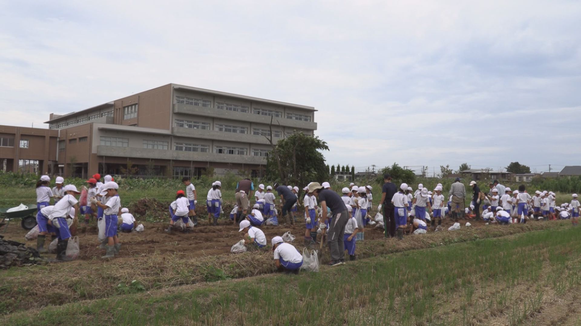191003_サツマイモ掘り有田小学校3