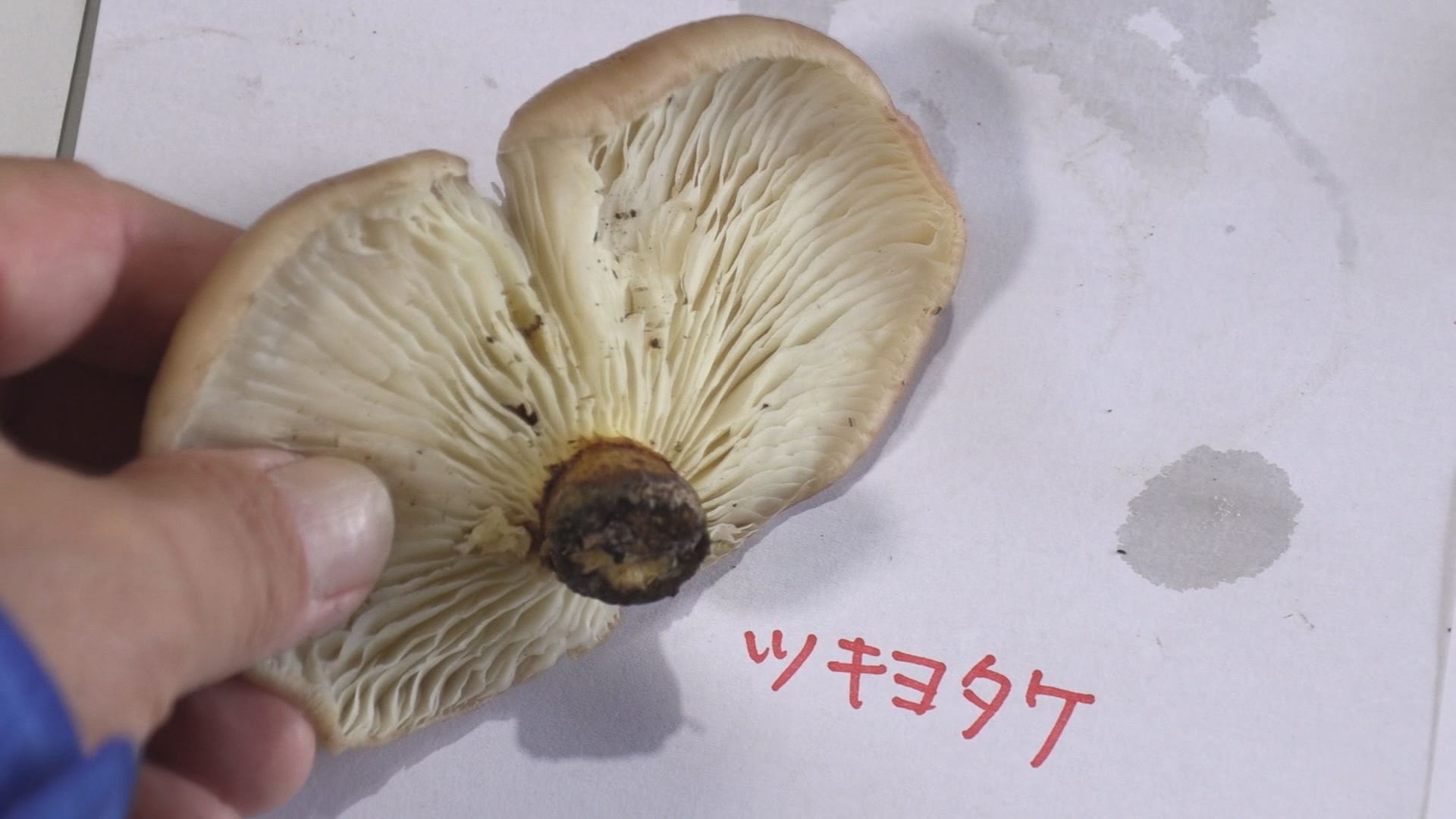 上越市で「きのこ講習会」疑わしきは食べない、あげない！