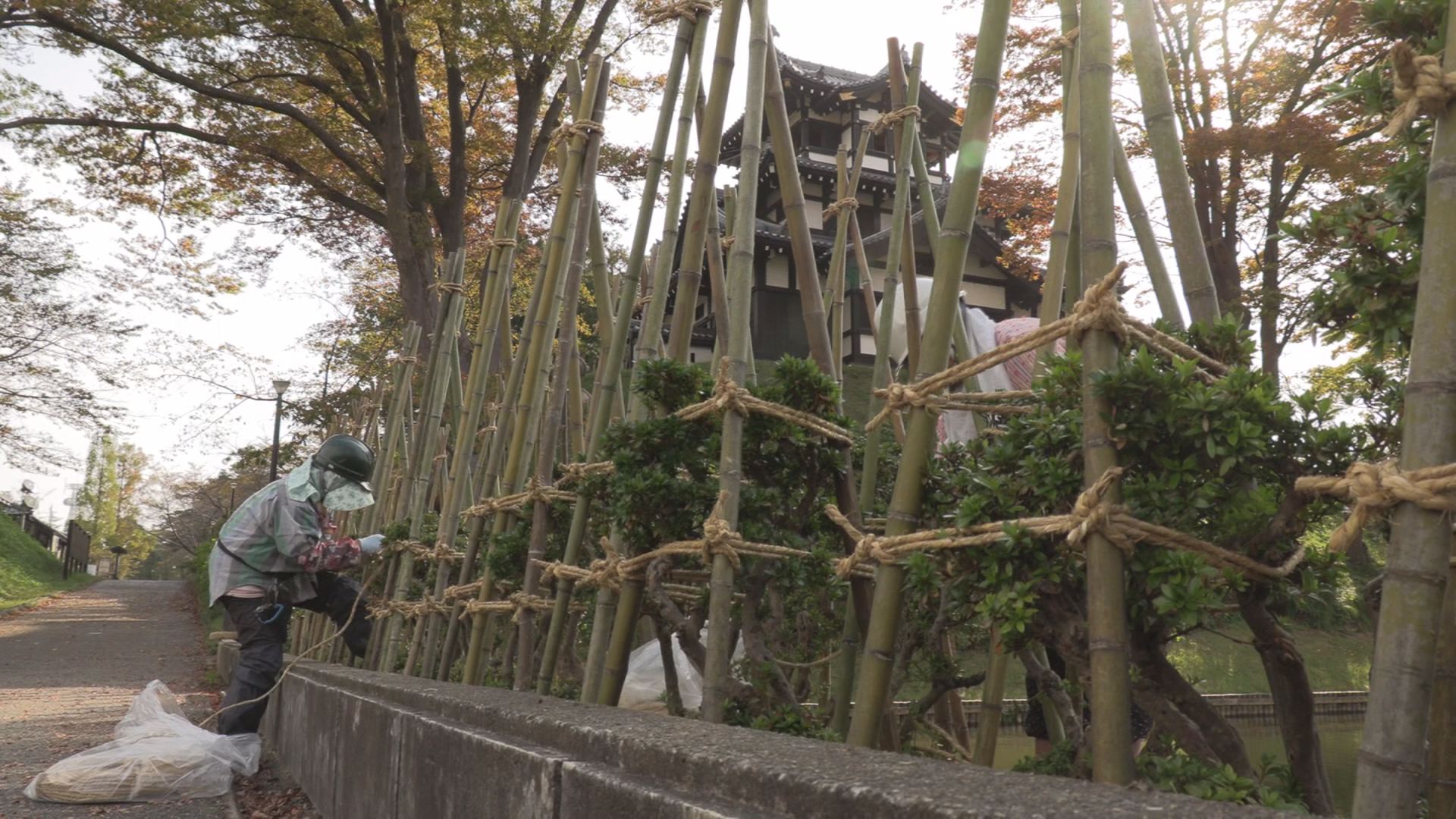 冬も魅せます！高田公園で冬囲い