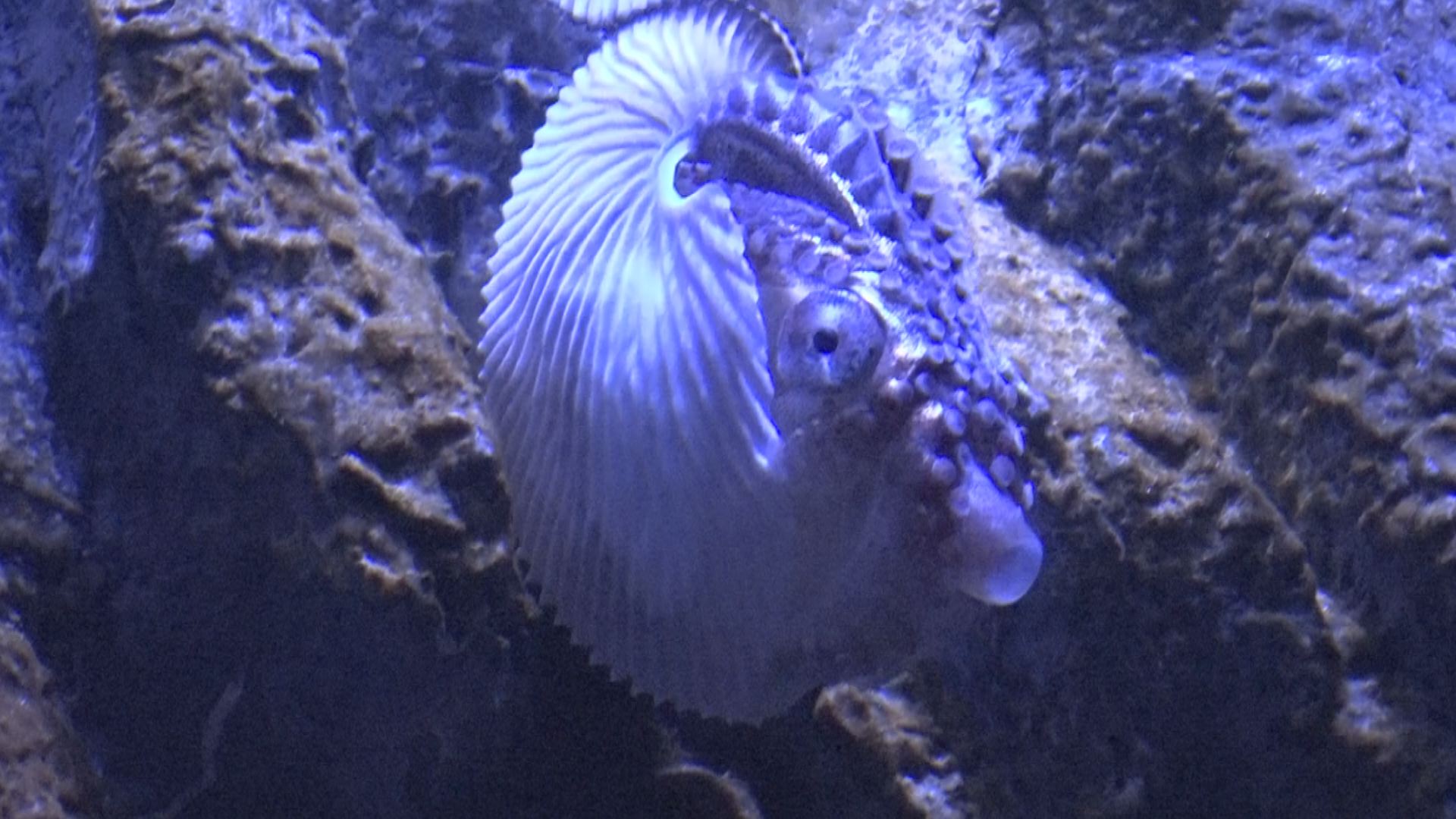 世にも不思議な生き物！うみがたりに「アオイガイ」展示
