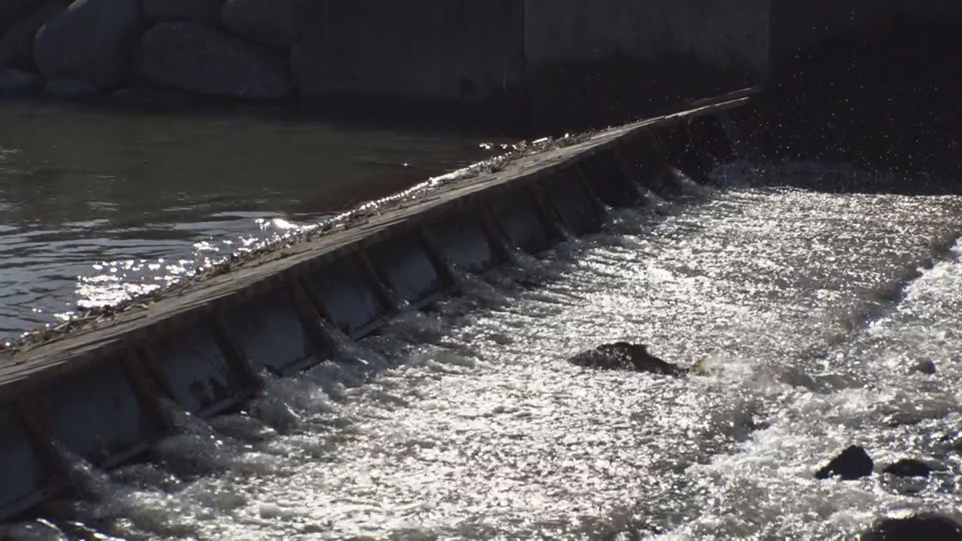 名立川でサケ漁　その場で採卵