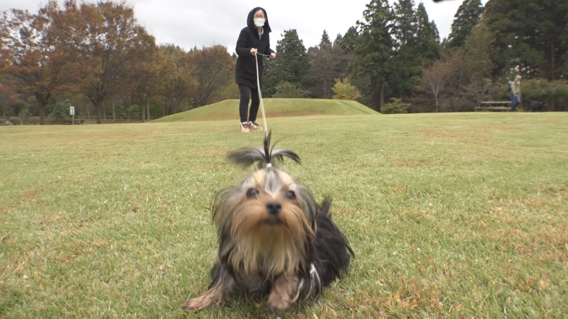 犬にとって快適な散歩とは？大潟水と森公園でお散歩会