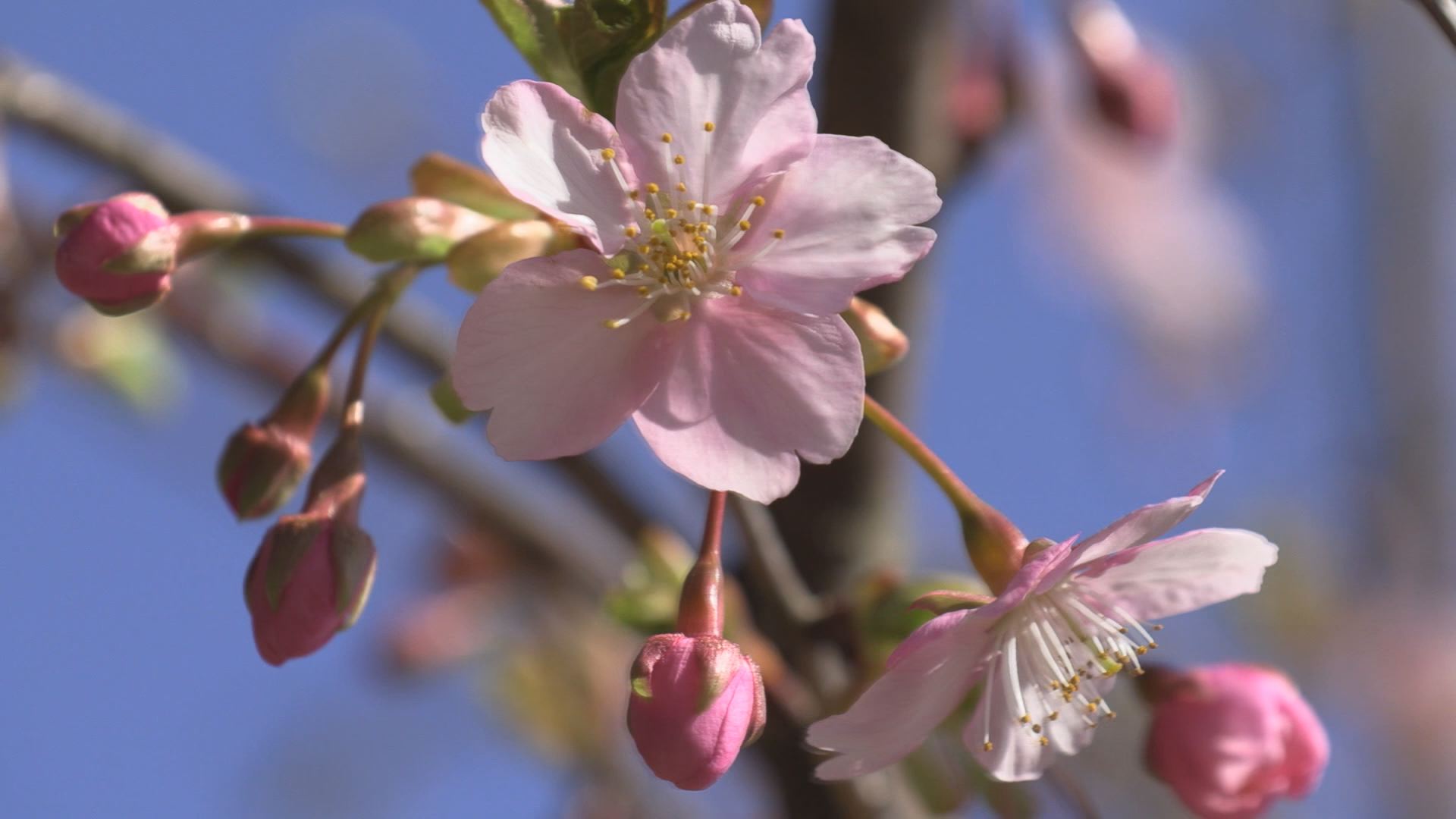 五智公園に春の花 高田で最高14.7℃ 4月上旬並みの陽気