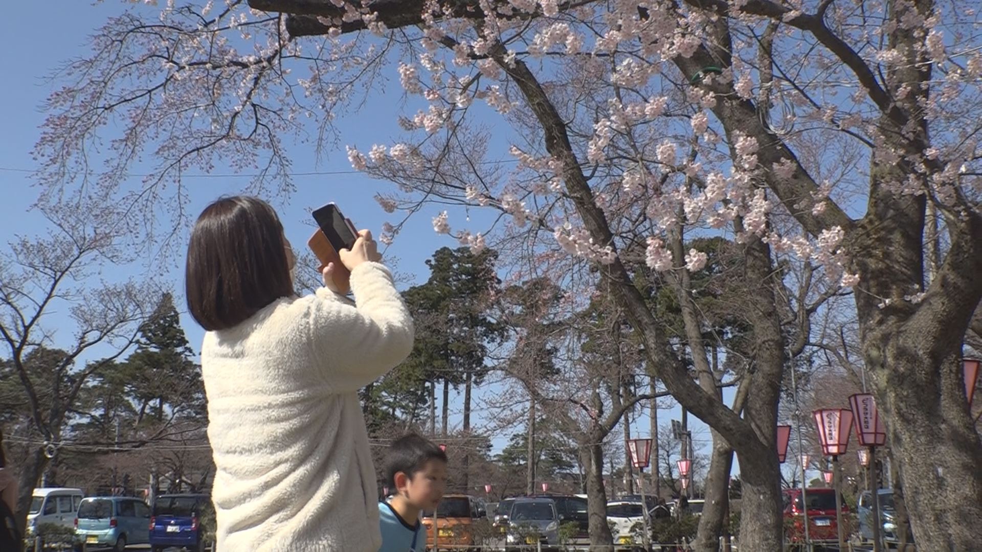 高田公園 サクラ開花調査３日目 開花宣言は…