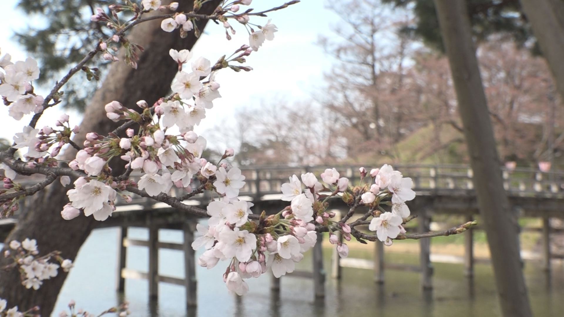 【動画】高田公園のサクラ 3分咲き（29日～30日）
