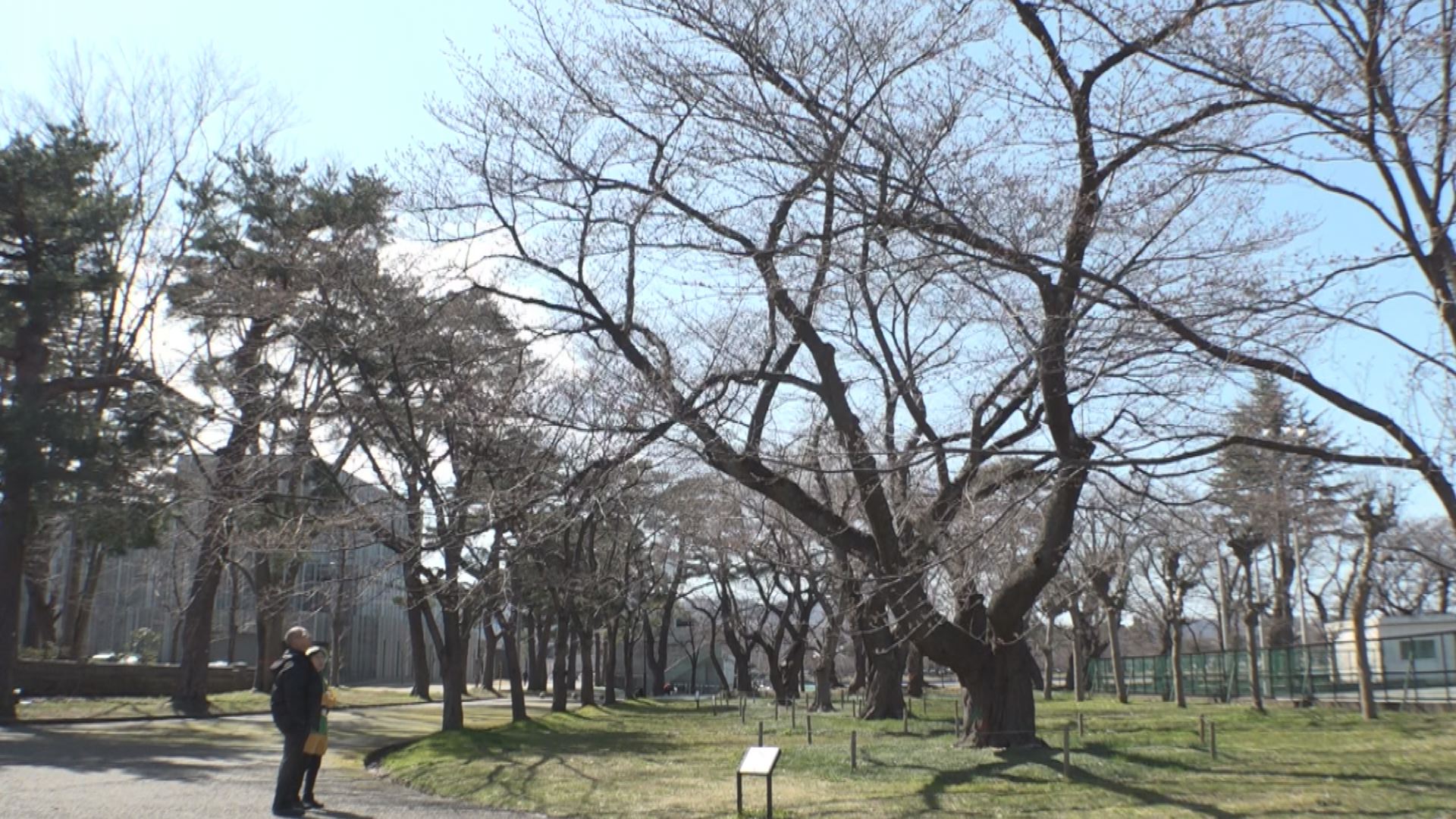 sakura
