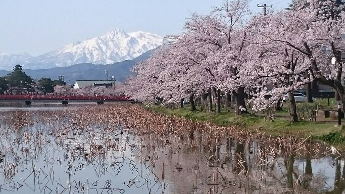 観桜会 入込み12万8,000人（前年比107万7,000人減）