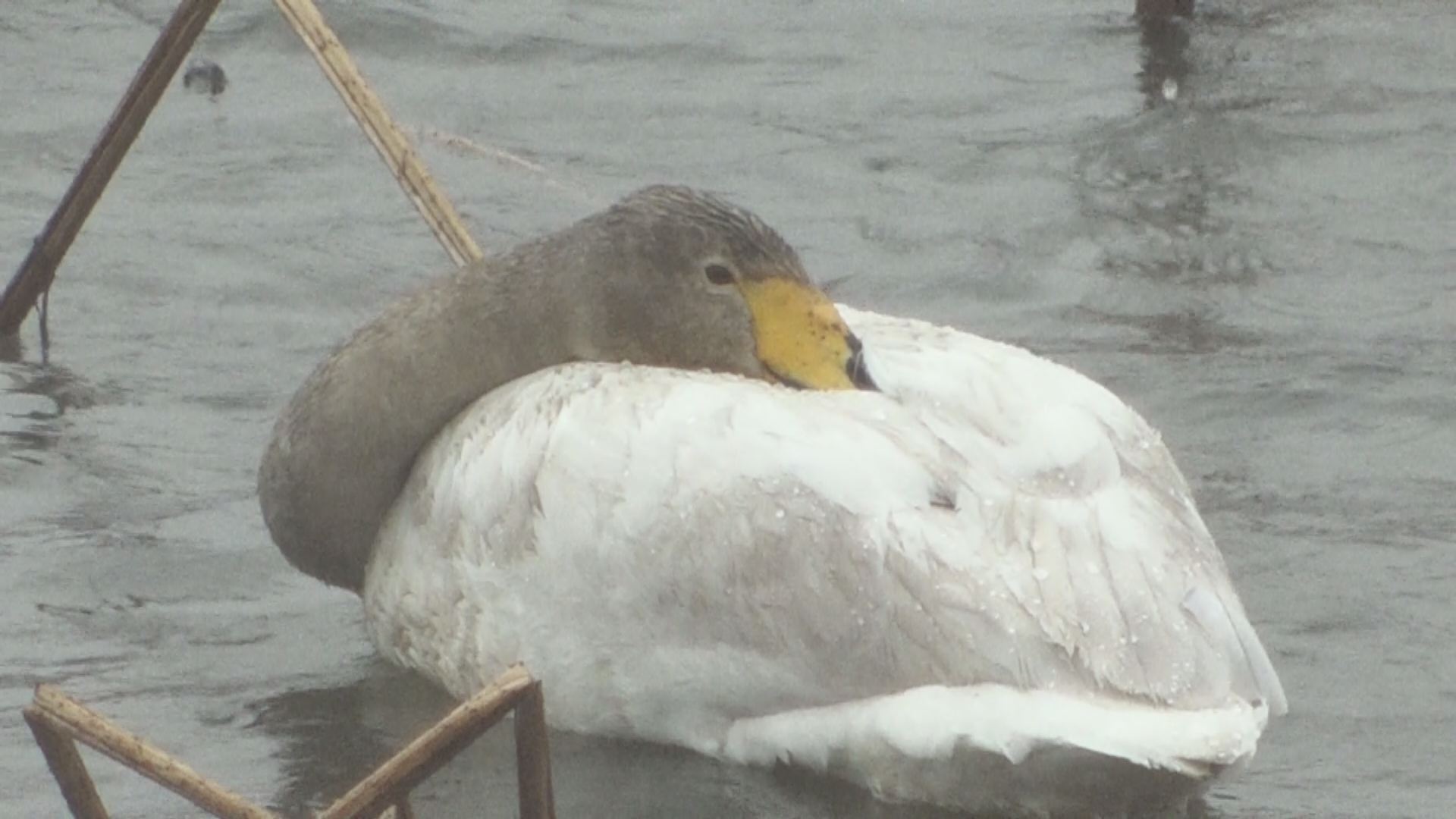高田城址公園南堀 ハクチョウ1羽取り残される