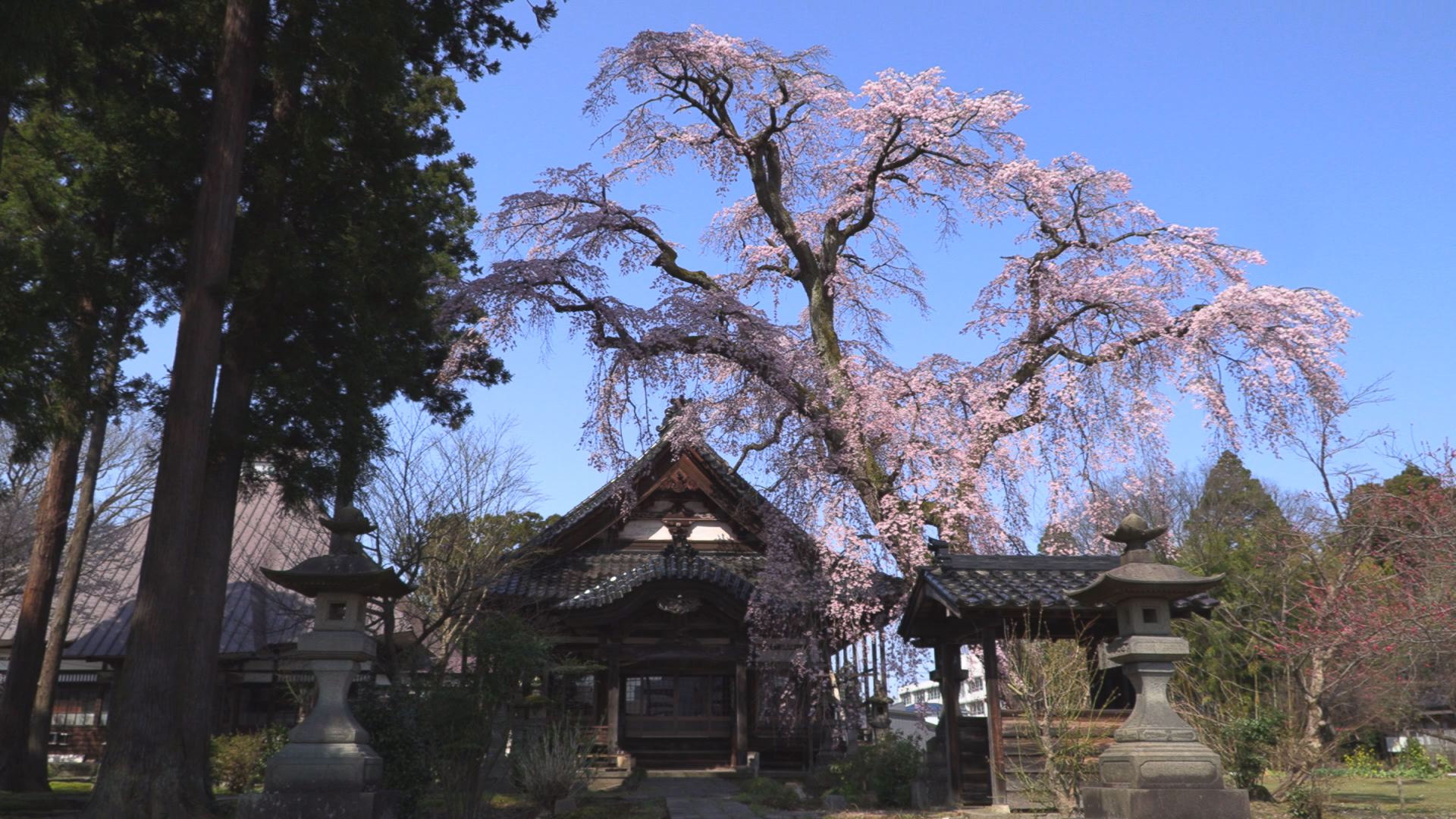 上越市寺町3 日朝寺シダレザクラも満開