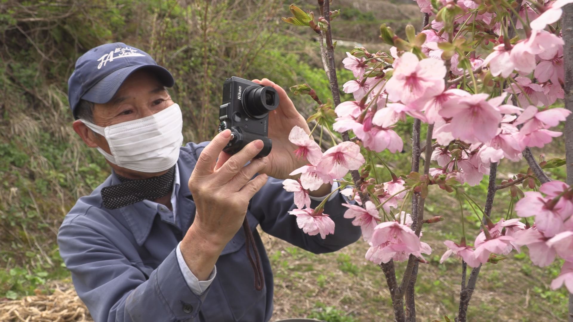 里山を花で飾りたい 栗沢さくら園見ごろに
